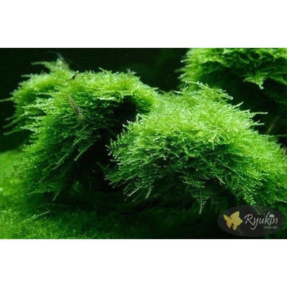 Мох Крісмас, Різдвяний (Christmas Moss)