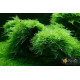 Мох Крісмас, Різдвяний (Christmas Moss)