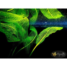 Апоногетон Мадагаскарський (Aponogeton Madagascariensis)