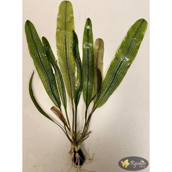 Апоногетон Мадагаскарський (Aponogeton Madagascariensis)