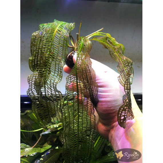 Апоногетон Мадагаскарський (Aponogeton Madagascariensis)