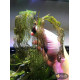 Апоногетон Мадагаскарський (Aponogeton Madagascariensis)