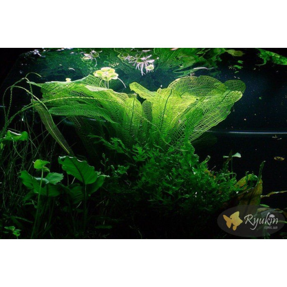 Апоногетон Мадагаскарський (Aponogeton Madagascariensis)