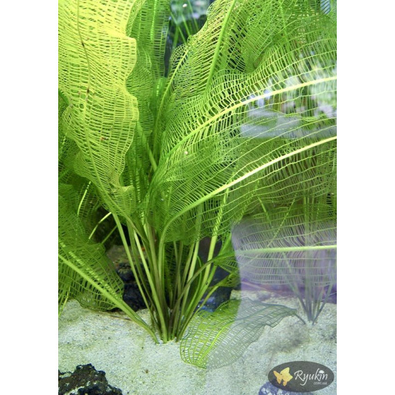 Апоногетон Мадагаскарський (Aponogeton Madagascariensis)