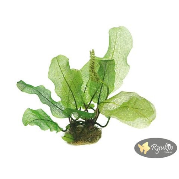 Апоногетон Мадагаскарський (Aponogeton Madagascariensis)