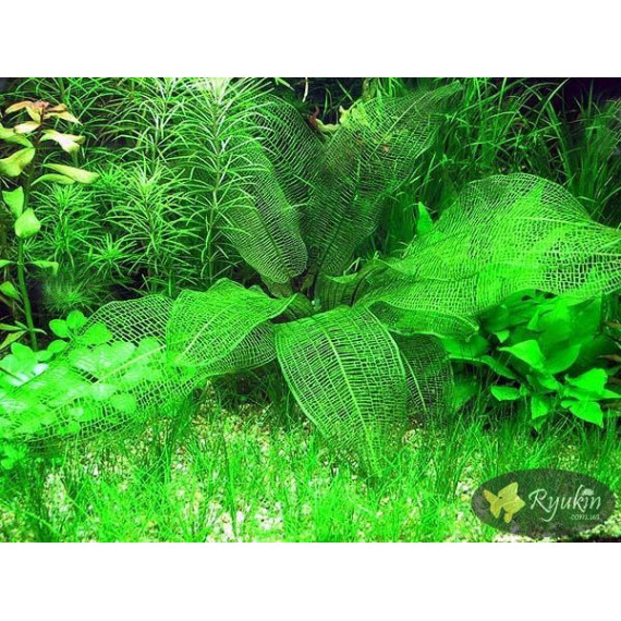 Апоногетон Мадагаскарський (Aponogeton Madagascariensis)
