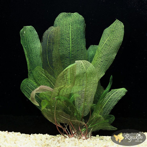 Апоногетон Мадагаскарський (Aponogeton Madagascariensis)