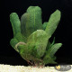 Апоногетон Мадагаскарський (Aponogeton Madagascariensis)