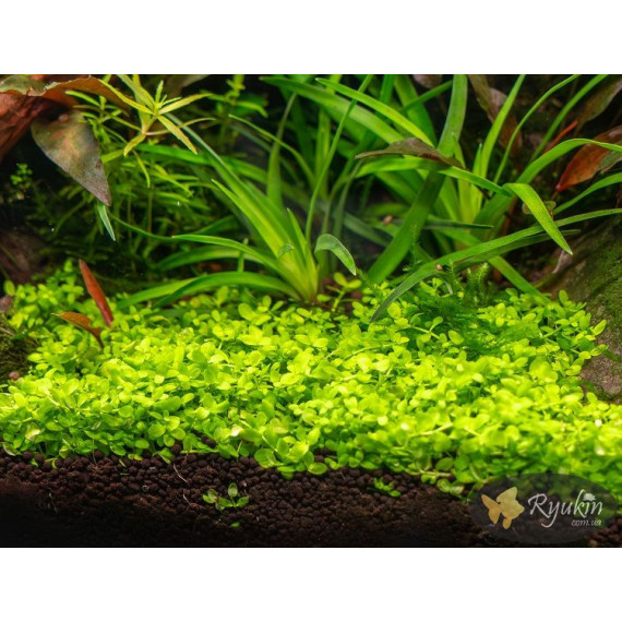 Мікрантемум Монте Карло (Micranthemum sp. Monte Carlo)