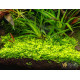 Мікрантемум Монте Карло (Micranthemum sp. Monte Carlo)