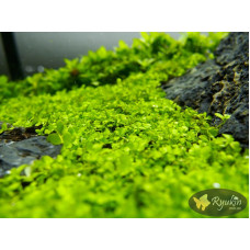 Мікрантемум Монте Карло (Micranthemum sp. Monte Carlo)