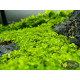 Мікрантемум Монте Карло (Micranthemum sp. Monte Carlo)