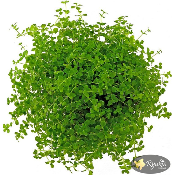 Мікрантемум Монте Карло (Micranthemum sp. Monte Carlo)