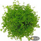Мікрантемум Монте Карло (Micranthemum sp. Monte Carlo)
