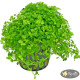 Мікрантемум Монте Карло (Micranthemum sp. Monte Carlo)