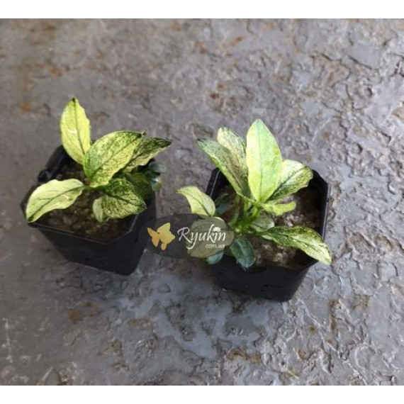 Анубіас Пінто (Anubias Pinto)