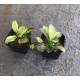 Анубіас Пінто (Anubias Pinto)