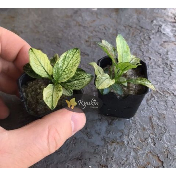 Анубіас Пінто (Anubias Pinto)