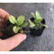 Анубіас Пінто (Anubias Pinto)