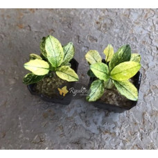 Анубіас Пінто (Anubias Pinto)