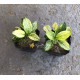 Анубіас Пінто (Anubias Pinto)