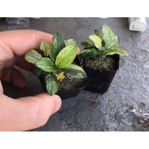 Анубіас Пінто (Anubias Pinto)