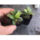 Анубіас Пінто (Anubias Pinto)