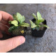 Анубіас Пінто (Anubias Pinto)