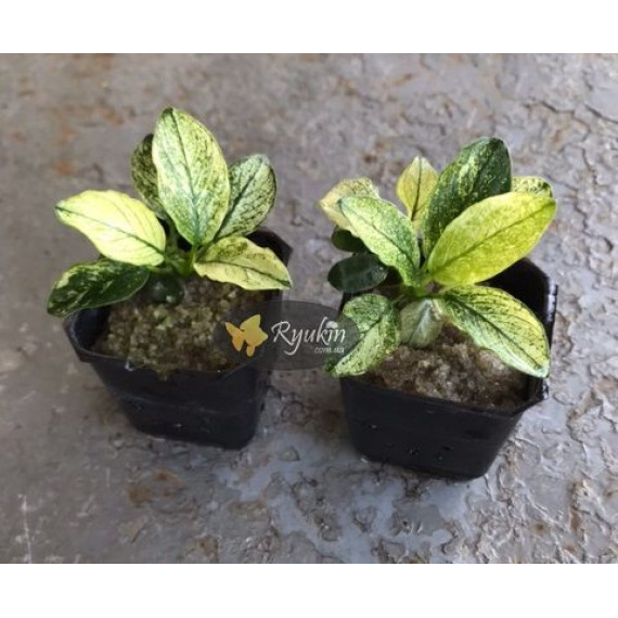 Анубіас Пінто (Anubias Pinto)
