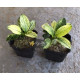 Анубіас Пінто (Anubias Pinto)