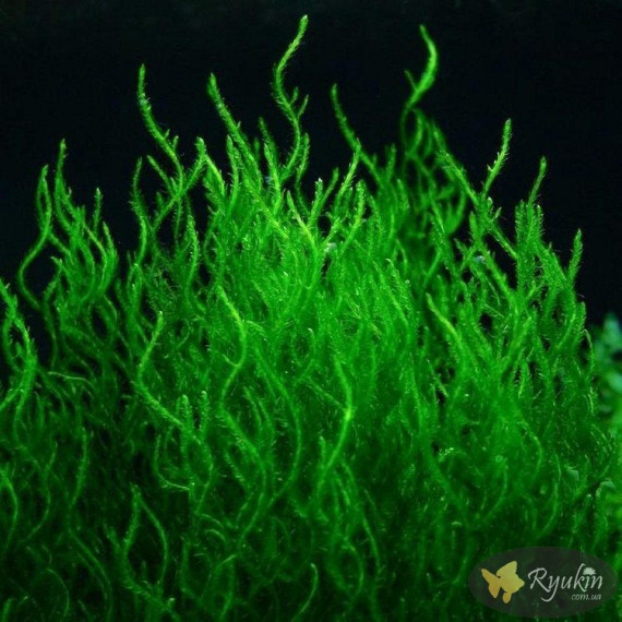 Мох Полум’я (Flame Moss)