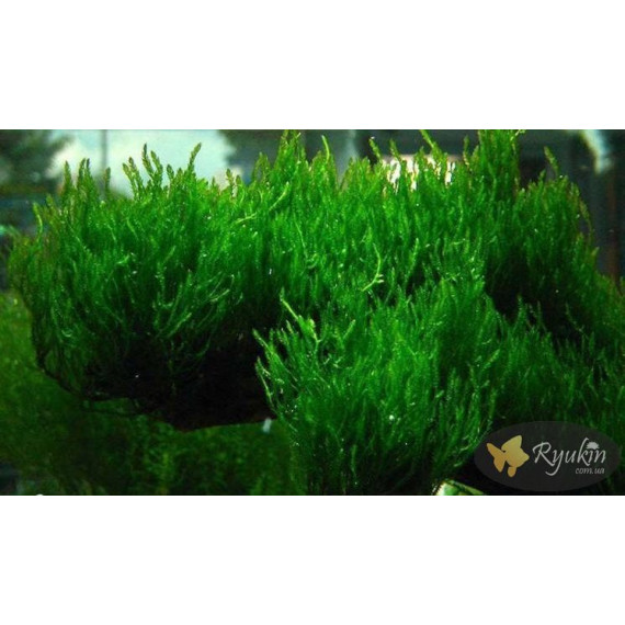Мох Полум’я (Flame Moss)