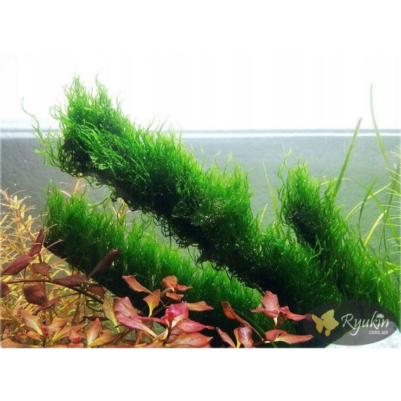 Мох Полум’я (Flame Moss)