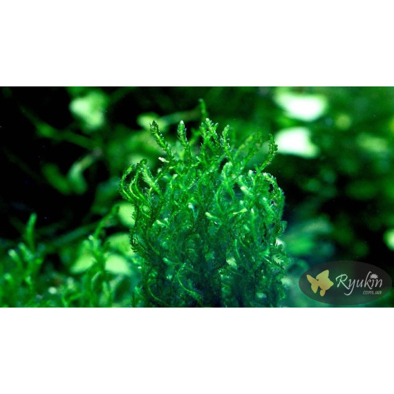 Мох Полум’я (Flame Moss)
