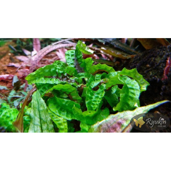 Криптокорина Скуріліс (Cryptocoryne Scurrilis)