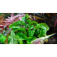 Криптокорина Скуріліс (Cryptocoryne Scurrilis)