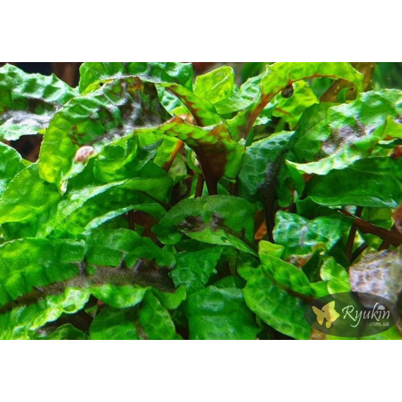 Криптокорина Скуріліс (Cryptocoryne Scurrilis)