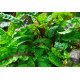 Криптокорина Скуріліс (Cryptocoryne Scurrilis)