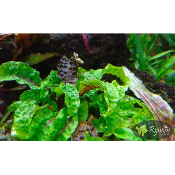 Криптокорина Скуріліс (Cryptocoryne Scurrilis)