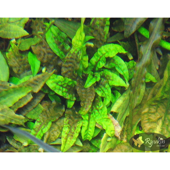 Криптокорина Скуріліс (Cryptocoryne Scurrilis)
