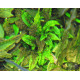 Криптокорина Скуріліс (Cryptocoryne Scurrilis)