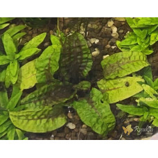 Криптокорина Скуріліс (Cryptocoryne Scurrilis)