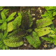 Криптокорина Скуріліс (Cryptocoryne Scurrilis)