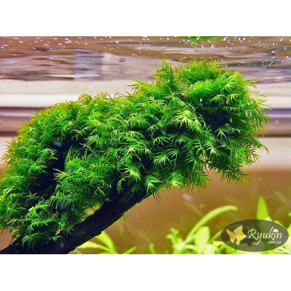 Мох Фенікс (Phoenix Moss)