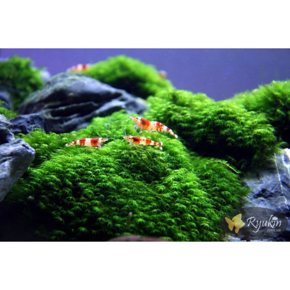 Мох Фенікс (Phoenix Moss)