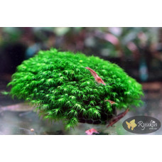 Мох Фенікс (Phoenix Moss)