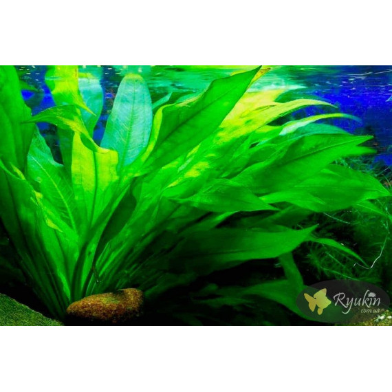 Эхинодорус Черная Амазонка (Echinodorus Amazonicus Black)