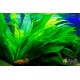 Эхинодорус Черная Амазонка (Echinodorus Amazonicus Black)