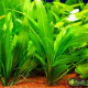 Эхинодорус Черная Амазонка (Echinodorus Amazonicus Black)
