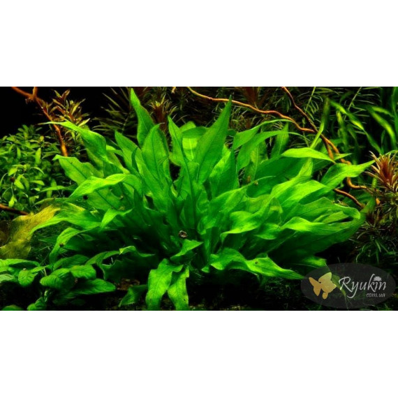 Эхинодорус Черная Амазонка (Echinodorus Amazonicus Black)